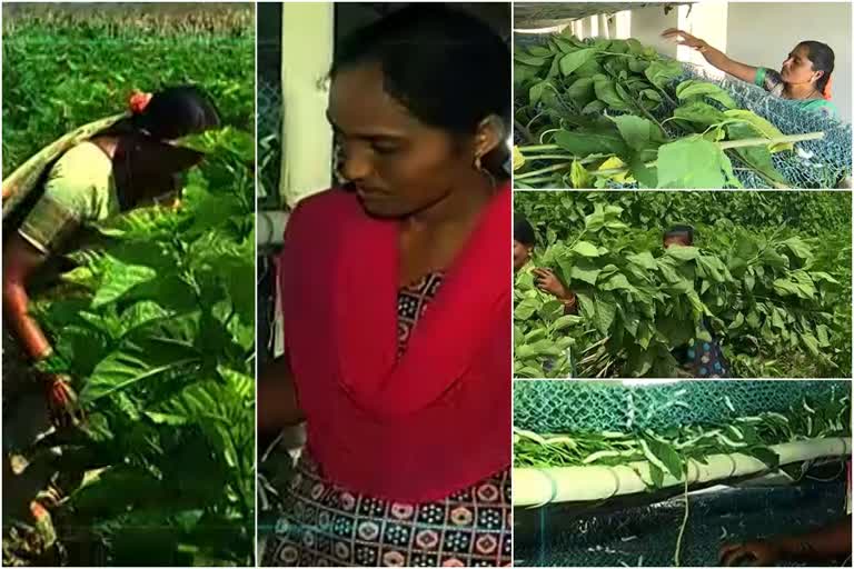 പട്ടുനൂൽ കൃഷിയിലെ സ്ത്രീ കരുത്ത്  തെലങ്കാന  sericulture cultivation suryapet  suryapet  3MP  hyderabad