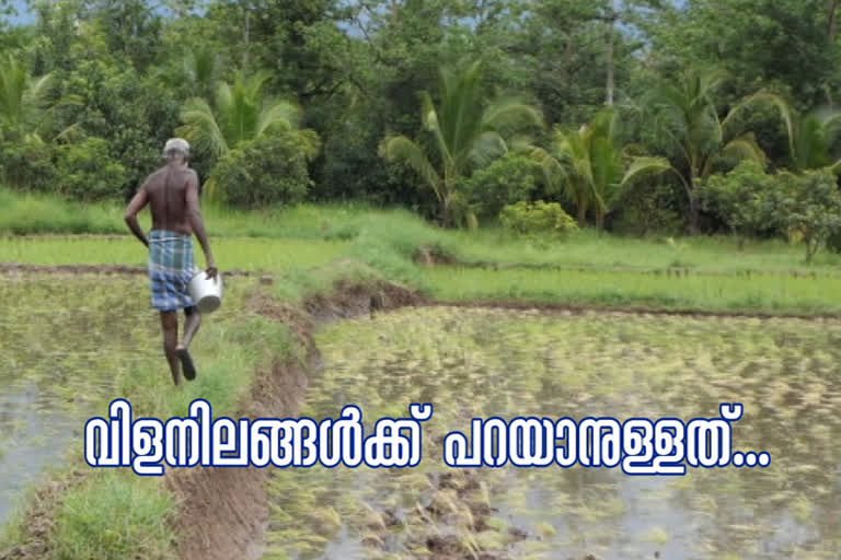 arecanut farmers  arecanut farming kasargod  അടക്ക കൃഷി  വില ലഭിക്കുമ്പോളും ഉത്പാദനം കുറഞ്ഞ് അടക്ക മേഖല  കവുങ്ങ് കൃഷി  കാസർകോട്