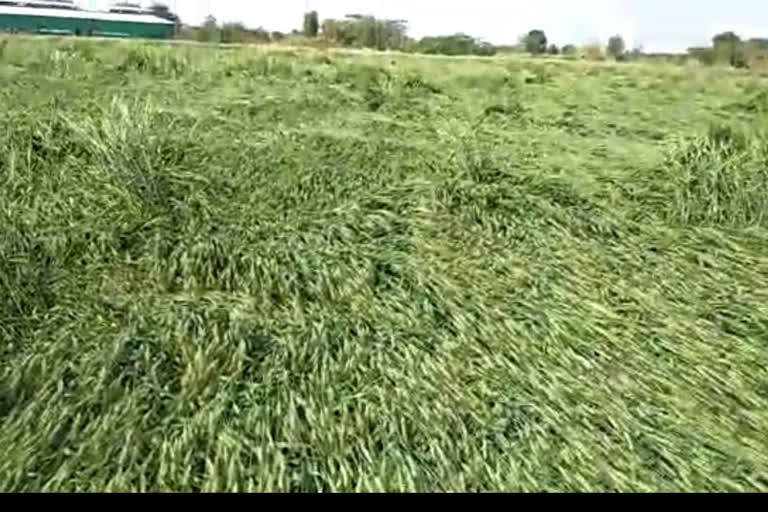 Crops damaged due to rains