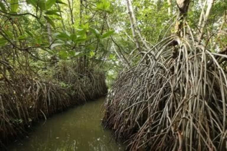 mangrove forest protection