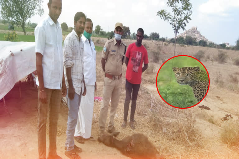 A leopard is attacking cattle calves in Mahabubnagar district