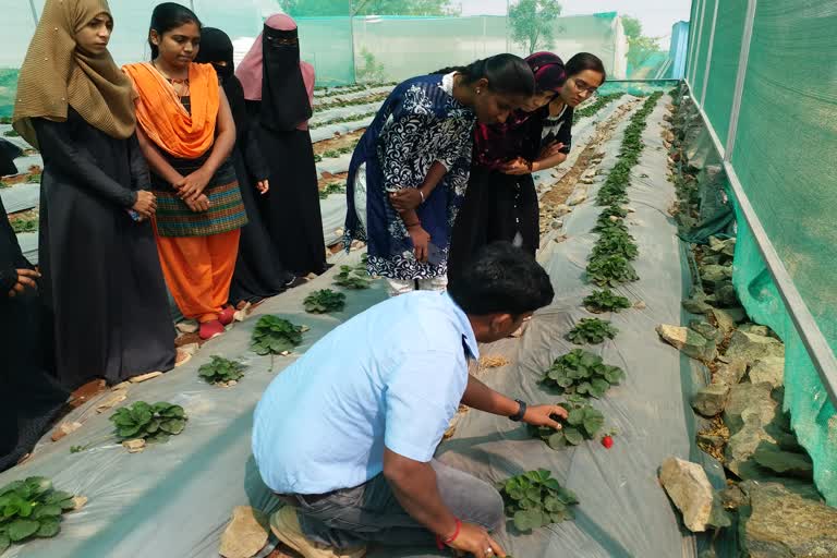 Mahabaleshwar Strawberry Crop in Vijayapura