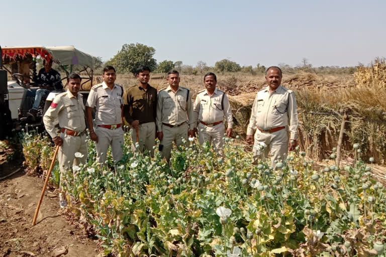 Illicit cultivation of opium in neemuch forests is exposed