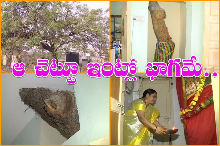 neem tree in house