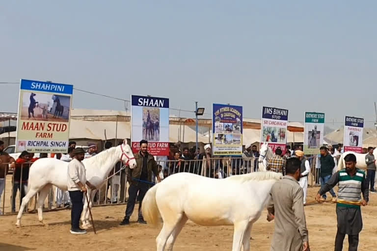 Hanumangarh Ashwa Mela, Bhatner's horse fair in Hanumangarh, Salman khan's horse in ashwa fair