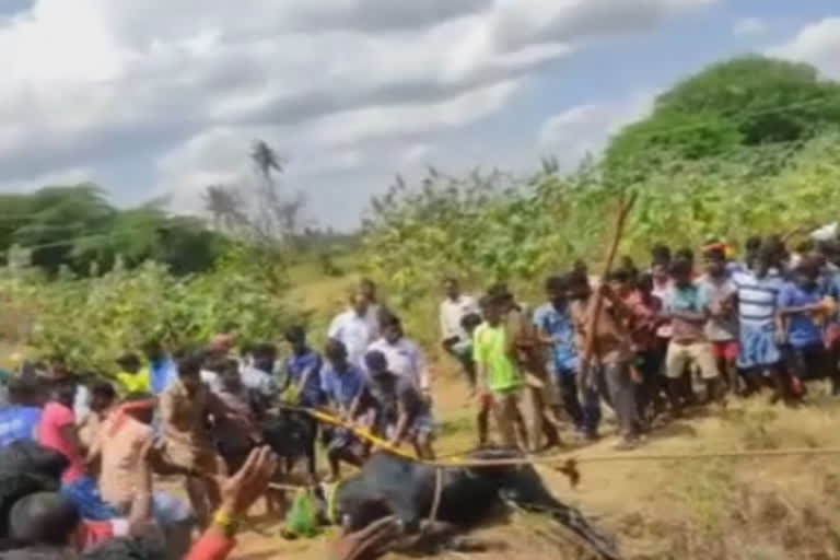 jallikattu