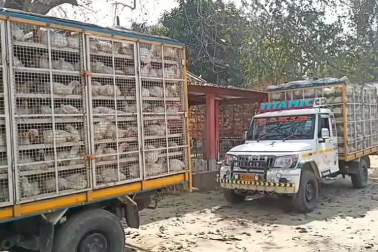 Truck full of broila chicken seized bilakhipara