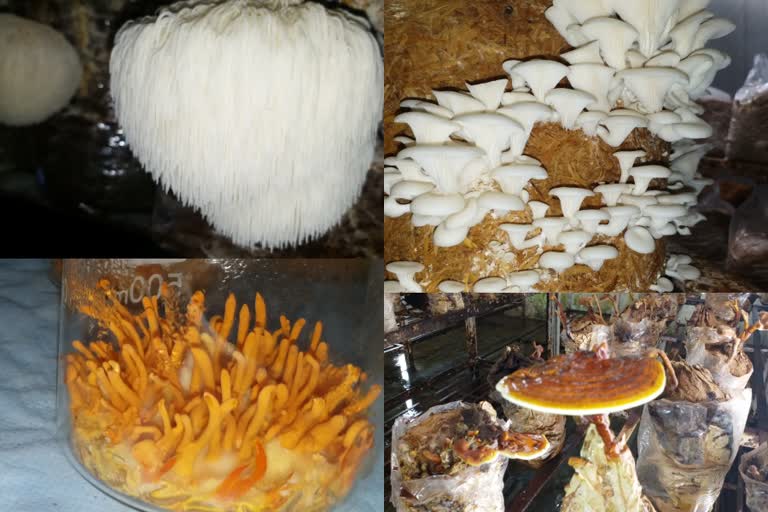 different types of mushroom at research center solan