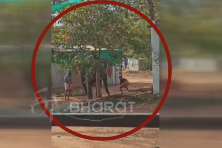 Elephant brutally attacked by Mahout - fired Tamilnadu Government