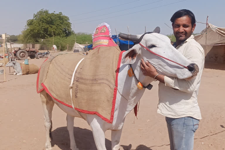 पशु मेले में नागौरी बैल, श्रीरामदेव पशु मेला, Nagaur News