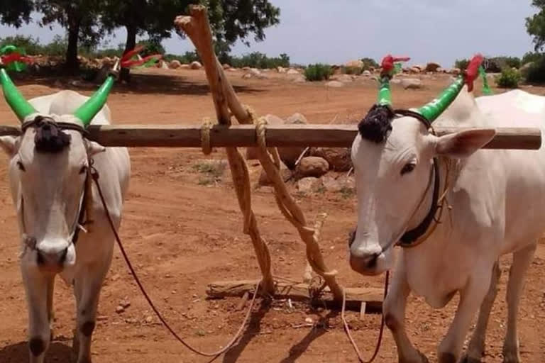 Ox  theft   in kushtagi