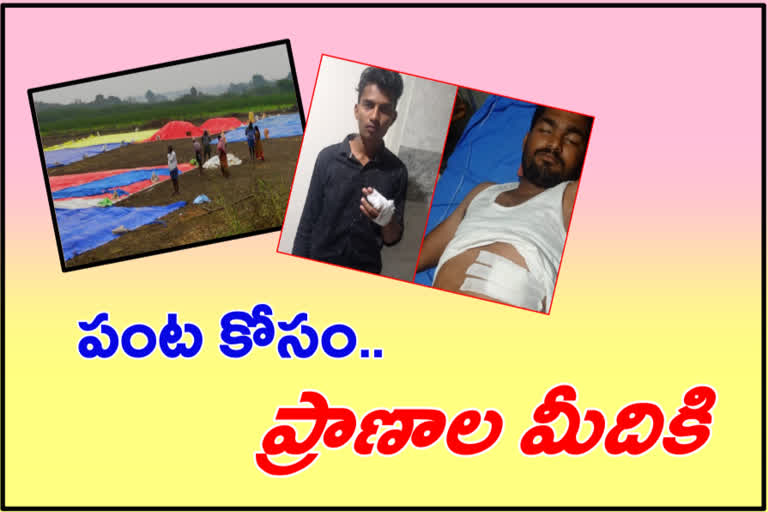 పంట