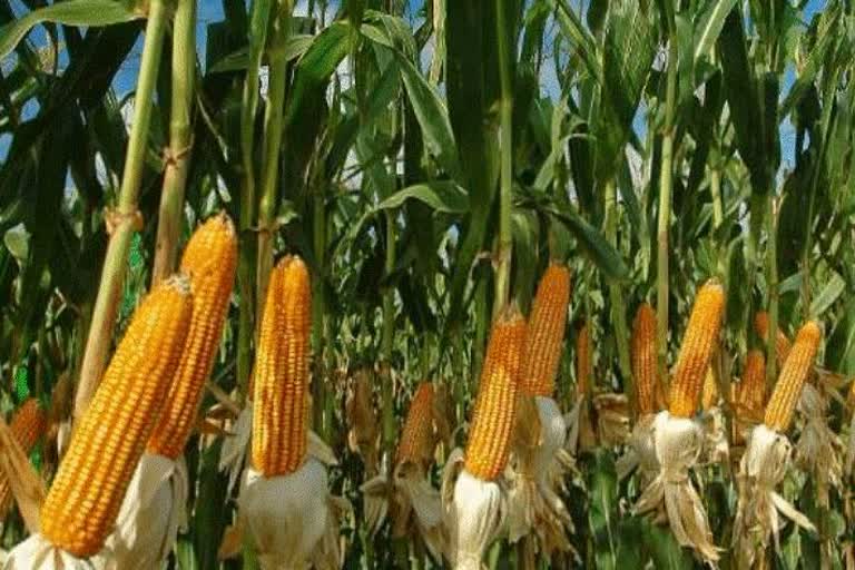 maize-farming