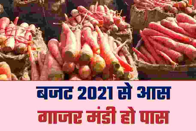 राजस्थान हिंदी न्यूज, Carrot farmers of Sriganganagar