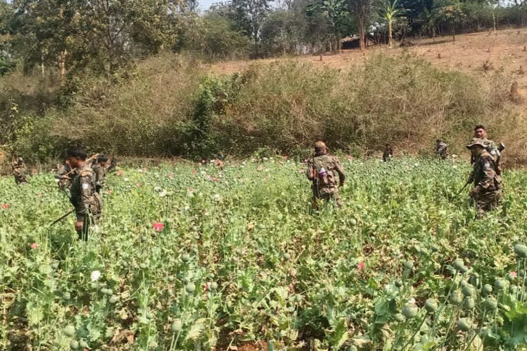 police personnel destroyed opium cultivation