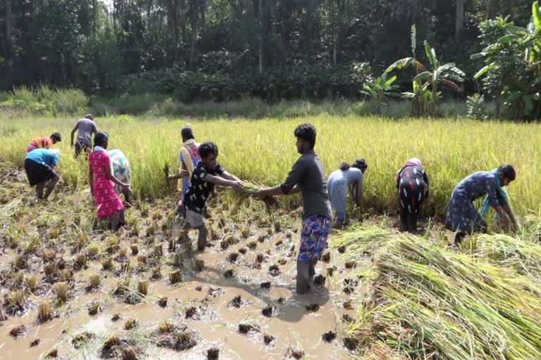 paddy cultivation by NSS students  Rajakumari vocational higher secondary school  idukki  idukki local news  ഇടുക്കി  ഇടുക്കി പ്രാദേശിക വാര്‍ത്തകള്‍