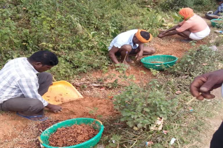 Coffee growers