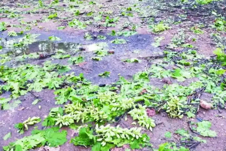 grape crop   Spoiled by Heavy rain in  bagepalli