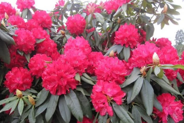 Benefits of Rhododendron