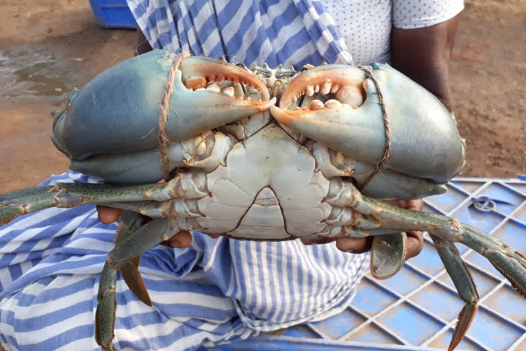 HUGE CRAB FOUND IN UPPADA FISHING HARBOUR