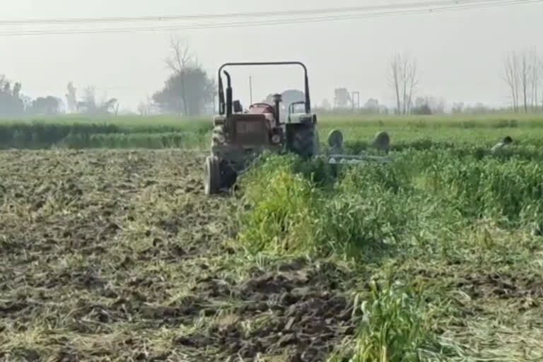 farmer tractor crop karnal