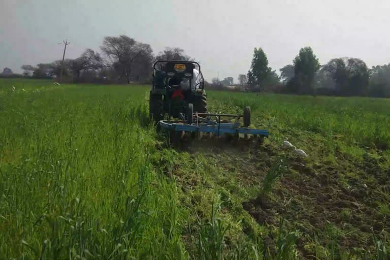 rohtak farmer damage crop