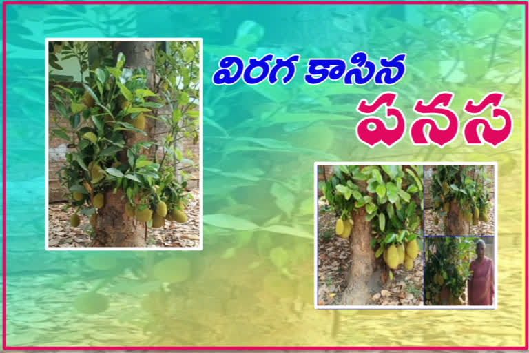 jack fruits came from primary branches of the tree at kakani nagara in krishna district