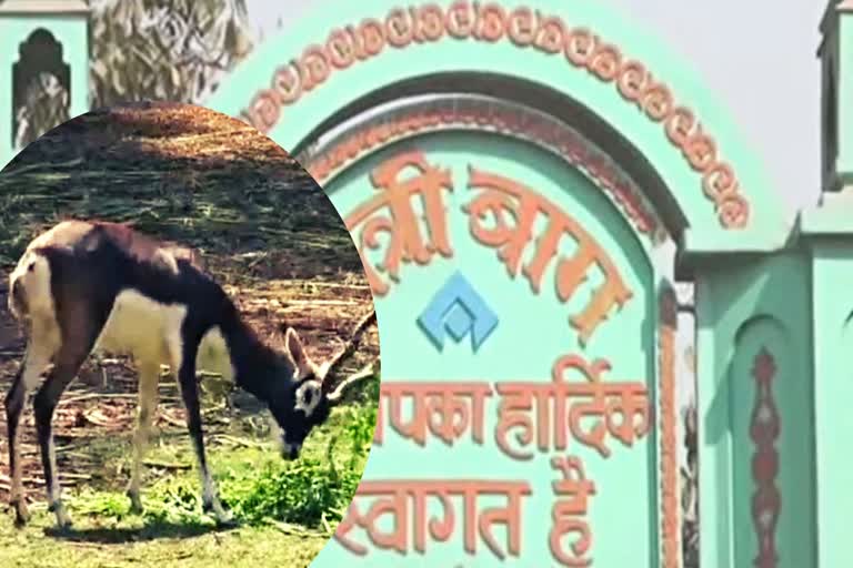 black deer born in Maitri Bagh