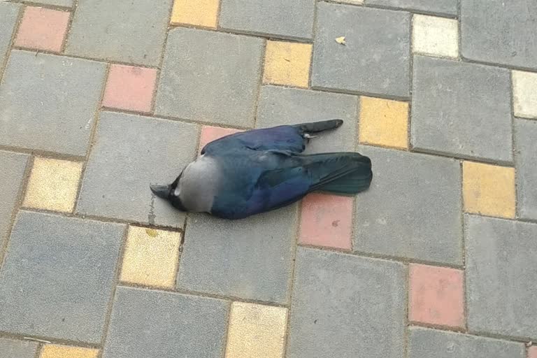 Two dead crows found in boodha talab garden in raipur