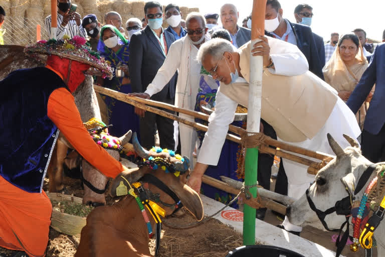 Chief Minister Bhupesh Baghel inspected pathri Gauthan in raipur