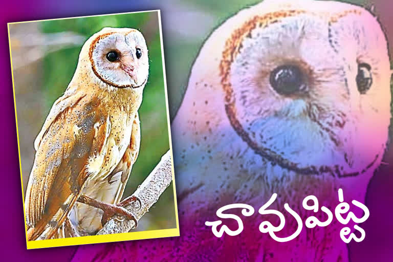 baranol bird is appeared at kolleru in andhra pradesh