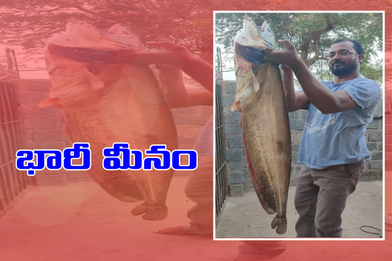 huge fish entangled by a fisherman in the Saligauram project in nalgonda district