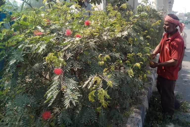 PWD cleaning divider and cutting plants at tikri kalan