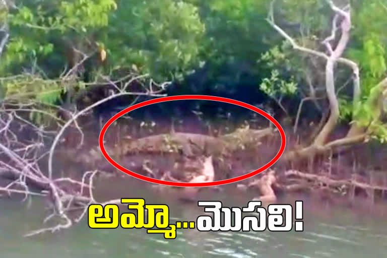 crocodile found in Edurumundi islands