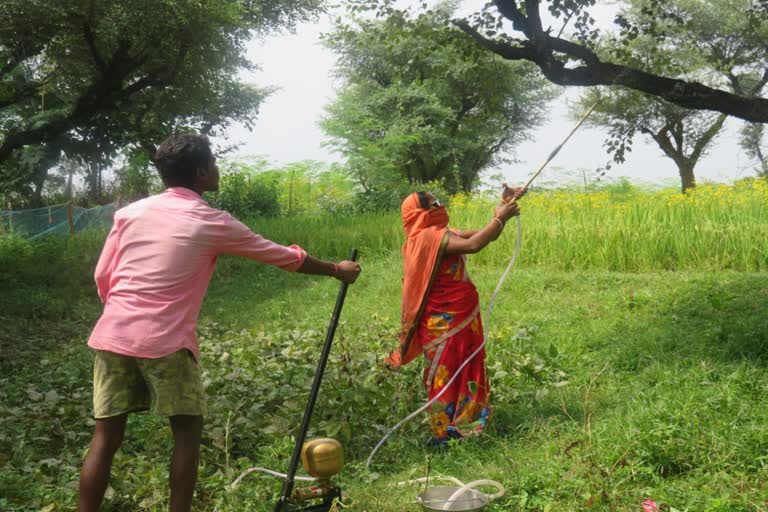 women-are-being-taught-tricks-of-lacquer-farming-at-initiative-of-jharkhand-government