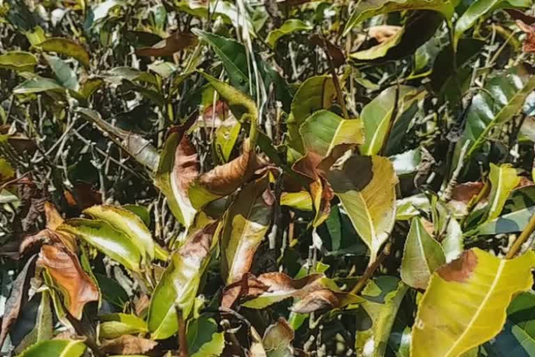 Nilgiri