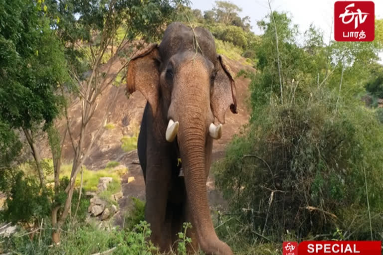 How to avoid atrocities perpetrated on temple elephants