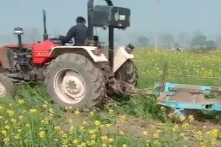 farmer runs tractor on One and half Acre Wheat Crop In kailrum village kaithal