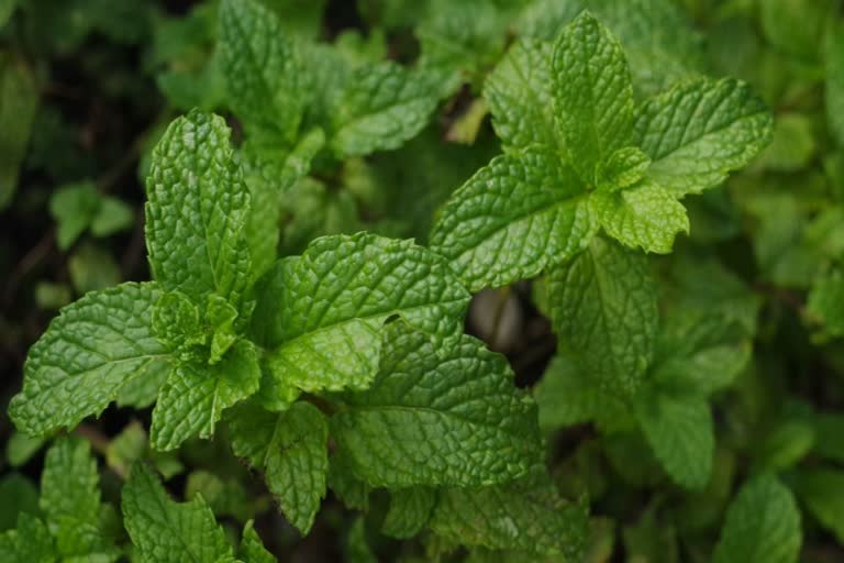 Benefits of mint leaves