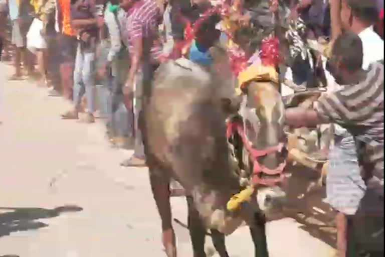 pity-at-the-bullfighting-ceremony-old-man-dies-in-the-beating-of-the-bull