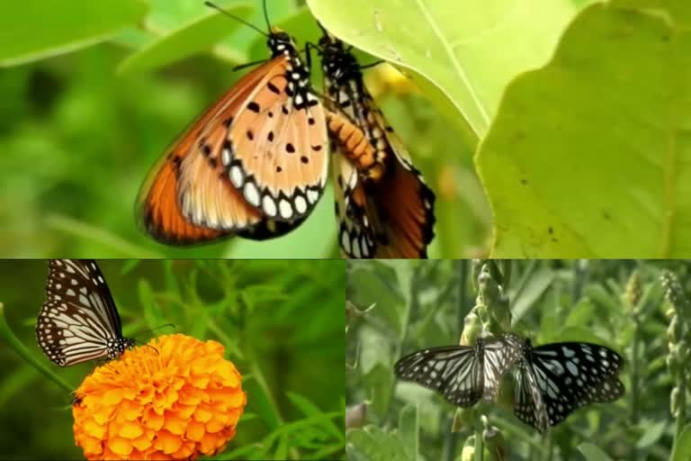 ശലഭോദ്യാനം  ജോയിഡയിൽ ശലഭോദ്യാനം  butterfly park in Joida  karnataka forest department  പശ്ചിമഘട്ടം  കര്‍ണാടക വനം വകുപ്പ്