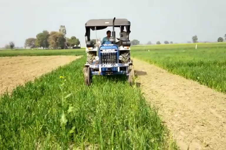 farmer destroyed wheat crop by driving tractor in hisar