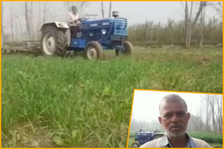 saharanpur-farmers-ruined-the-standing-crop-in-the-fields