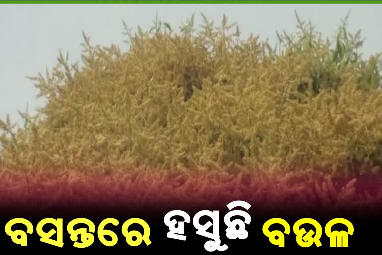 ସୁନେଲି ବଉଳର ସୁଗନ୍ଧରେ ମହକୁଛି କୋରାପୁଟ