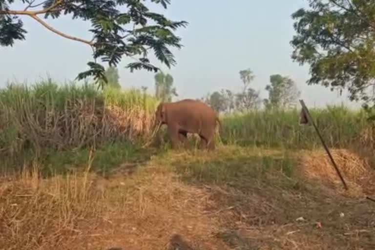 Tusker Elephant