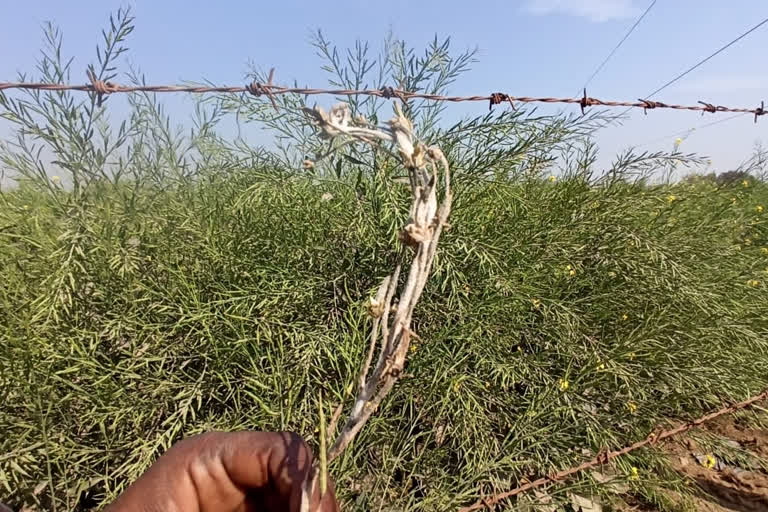 charkhi dadri farmers in trouble Mildew and marodiya disease on mustard crop