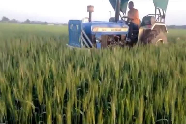 farmer destroyed his wheat crop kharkhoda