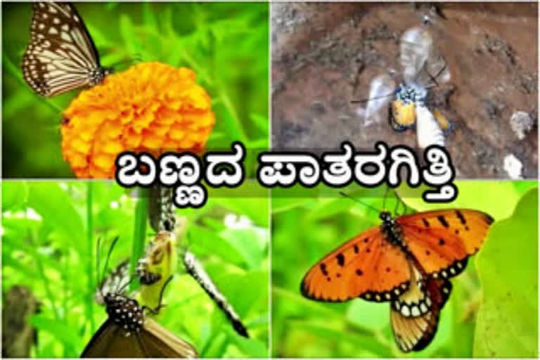 Butterfly park in Thimmakka Vana Joida