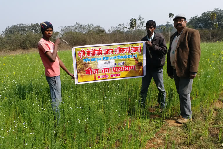 farmers looking happy by cultivating teesi in ramgarh