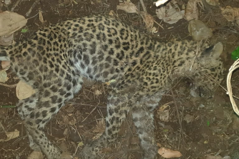 A leopard calf was found dead in Patan